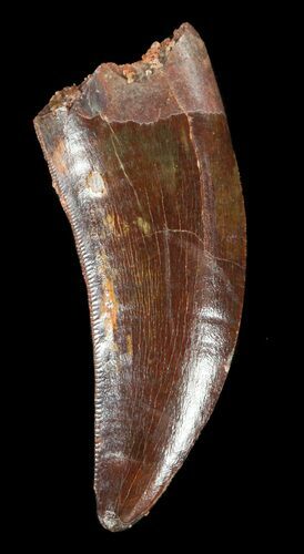 Carcharodontosaurus Tooth - Serrated #52831
